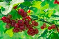 Redcurrant berries in the garden. Macro shot Royalty Free Stock Photo