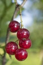 Redcurrant berries Royalty Free Stock Photo