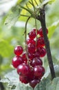 Redcurrant berries Royalty Free Stock Photo