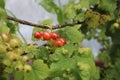 Redcurrant berries grow on the bush against the background of the edilous leaves. summer. ingathering. horticulture. Crop