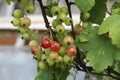 Redcurrant berries grow on the bush against the background of the edilous leaves. summer. ingathering. horticulture. Crop