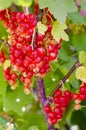 Redcurrant berries ripen on bush. Studio Photo Royalty Free Stock Photo