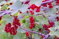 Redcurrant berries ripen on bush. Studio Photo Royalty Free Stock Photo