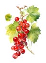 Redcurrant berries on white background.