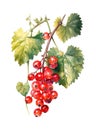 Redcurrant berries on white background.