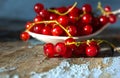 Redcurrant berries in white spoon, shabby background. Red currant in close-up. Royalty Free Stock Photo