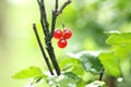 Redcurrant berry