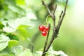 Redcurrant berry