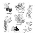 Redcurrant, blueberry, cherry, blackberry and strawberry. Black and white berries set. Hand-drawn flat image. Vector illustration.