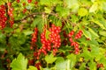 Redcurrant On Branch Cultivated In Garden Close Up Royalty Free Stock Photo