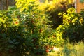 Redcurrant bush backlit - Ribes Rubrum Royalty Free Stock Photo