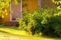 Redcurrant bush on a backyard