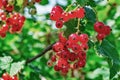 Redcurrant bush with berries in the garden. Macro photo