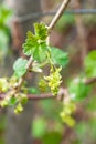 Redcurrant bush flowering