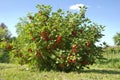 Redcurrant bush