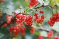 Redcurrant bush