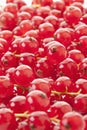 Redcurrant, close up Royalty Free Stock Photo