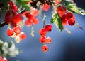 Redcurrant close-up macro on the blue background of nature Royalty Free Stock Photo