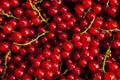 Redcurrant close up Royalty Free Stock Photo