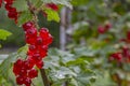 Redcurrant fruit on a branch in the garden close-up Royalty Free Stock Photo