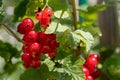 Redcurrant fruit on a bush in a home garden. Fruit bush in the garden Royalty Free Stock Photo