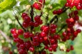 Redcurrant fruit on a bush in a home garden. Fruit bush in the garden Royalty Free Stock Photo