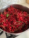 Redcurrant fruits, preparing redcurrant jam, red summer fruits, homemade preserves for the pantry, washed fruits in a pot Royalty Free Stock Photo