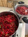 Redcurrant fruits, preparing redcurrant jam, red summer fruits, homemade preserves for the pantry, washed fruits in a pot Royalty Free Stock Photo