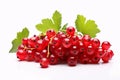 Redcurrant fruits on white background