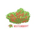 Redcurrant garden berry bush with name vector Illustration