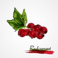 Redcurrant