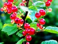 Redcurrant