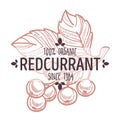 Redcurrant isolated icon with lettering organic bush berry