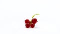 Redcurrant isolated on a white background. Juicy red currant with green twig