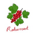 Redcurrant isolated on white background