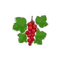 Redcurrant Isolated on White