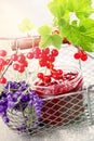 Redcurrant jam Royalty Free Stock Photo