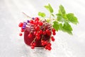 Redcurrant jam Royalty Free Stock Photo