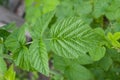 Beautiful green leaves on raspberries in nature . Royalty Free Stock Photo