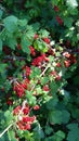 redcurrant Royalty Free Stock Photo