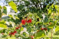 Redcurrant. Red currant berries on the green branches in a sunny day. Ribes rubrum. Healthy fruit. Vevey, Switzerland Royalty Free Stock Photo