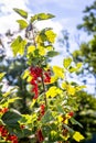 Redcurrant. Red currant berries on the green branches in a sunny day. Ribes rubrum. Healthy fruit. Vevey, Switzerland Royalty Free Stock Photo
