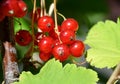 Redcurrant red currant Ribes rubrum summer sunny weather green background Royalty Free Stock Photo