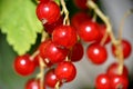 Redcurrant red currant Ribes rubrum summer sunny weather green background Royalty Free Stock Photo