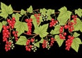 Redcurrant red ribes. Ripe berries. Seamless pattern, background