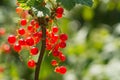 Redcurrant. Ripe and Fresh Organic Red Currant Berries Growing Royalty Free Stock Photo