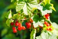 Redcurrant. Ripe and Fresh Organic Red Currant Berries Growing Royalty Free Stock Photo