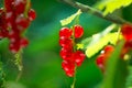 Redcurrant. Ripe red currant berries Royalty Free Stock Photo