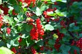 Redcurrant on ripening on the stalk