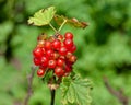 Redcurrant ripens Royalty Free Stock Photo